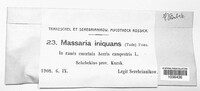 Massaria inquinans image